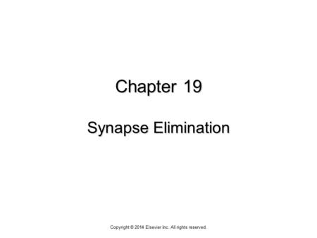 Chapter 19 Synapse Elimination Copyright © 2014 Elsevier Inc. All rights reserved.