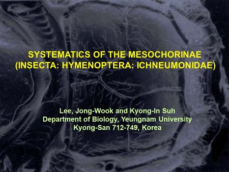 SYSTEMATICS OF THE MESOCHORINAE (INSECTA: HYMENOPTERA: ICHNEUMONIDAE) Lee, Jong-Wook and Kyong-In Suh Department of Biology, Yeungnam University Kyong-San.