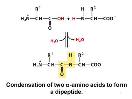 Condensation of two  -amino acids to form a dipeptide. 1.