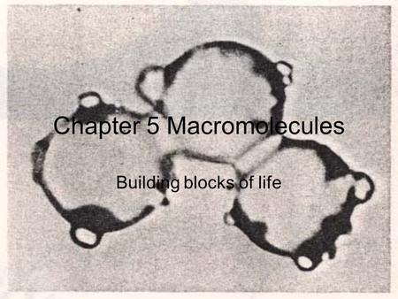 Chapter 5 Macromolecules Building blocks of life.