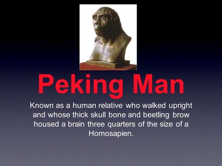 Peking Man Known as a human relative who walked upright and whose thick skull bone and beetling brow housed a brain three quarters of the size of a Homosapien.