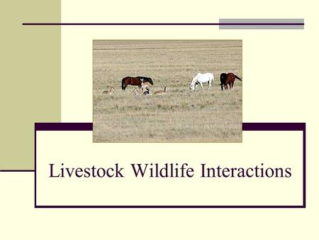 Livestock Wildlife Interactions. Introduction Important concerns Competition - forages, water, cover Income opportunities How landowners can make wildlife.