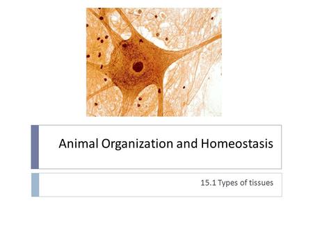 Animal Organization and Homeostasis 15.1 Types of tissues.