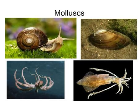 Molluscs.