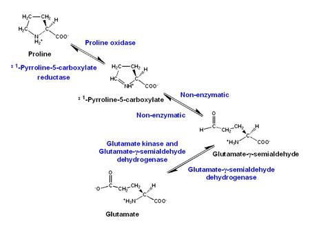  KG + 3NADPH + NH 3 + 2ATP ---> proline + 3NADP + + 2ADP + 2P i  KG + NADPH + NH 3 + ATP ---> glutamate + NADP + + ADP + P i.