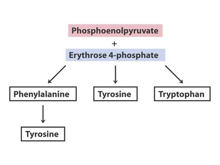 3Glucose-6-P 3Ru5P + Gln F6P + E4P + R5P 3PG NH3 + 2 PEP + E4P + R5P + Serine Tryptophan + pyruvate + GAP + CO2.