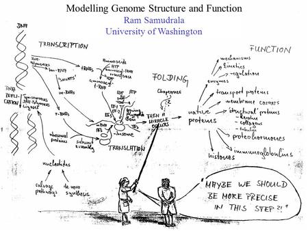 Modelling Genome Structure and Function Ram Samudrala University of Washington.