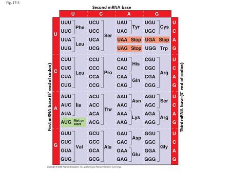 Fig. 17-5 Second mRNA base First mRNA base (5 end of codon) Third mRNA base (3 end of codon)