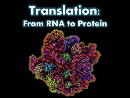 Translation: From RNA to Protein