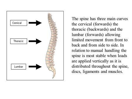 The spine has three main curves the cervical (forwards) the thoracic (backwards) and the lumbar (forwards) allowing limited movement from front to back.