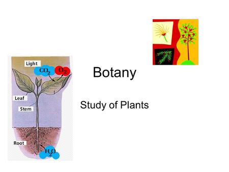 Botany Study of Plants.