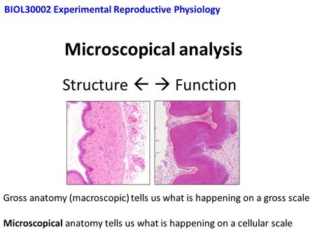 Microscopical analysis