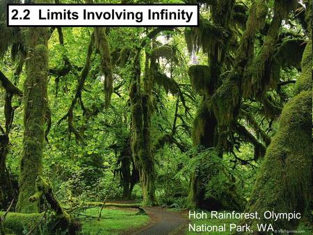 2.2 Limits Involving Infinity Hoh Rainforest, Olympic National Park, WA.