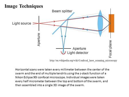 Horizontal scans were taken every millimeter between the center of the swarm and the end of multiple tendrils using the z-stack function of a Nikon Eclipse.