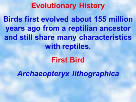 Evolutionary History Birds first evolved about 155 million years ago from a reptilian ancestor and still share many characteristics with reptiles. First.