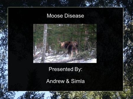 Moose Disease Presented By: Andrew & Simla. Location Moose observed at Elk Island National Park 40 km east of Edmonton in central Alberta, Canada Population.