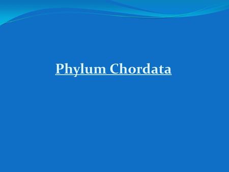 Phylum Chordata.