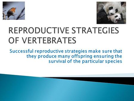 REPRODUCTIVE STRATEGIES OF VERTEBRATES