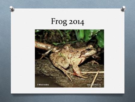 Frog 2014. What is a Frog? There are around 3,900 species of tailless amphibians, or Anura, also called Salientia, including the frog and toad. Frogs.