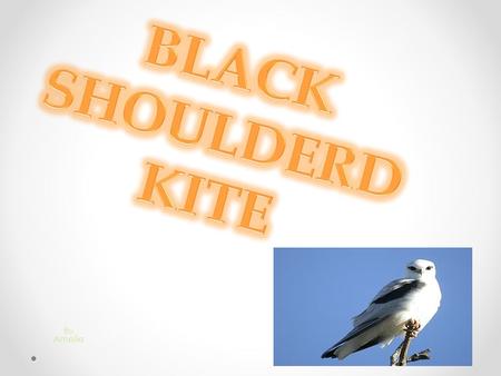 By Amelie. The black shoulderd kite eats rodents, grass hoppers and smaller birds. They sometimes eat small reptiles like little snakes and frogs. Rabbits.