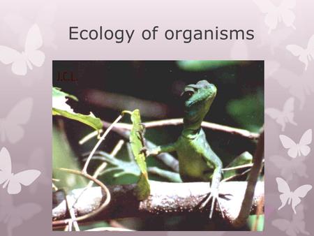 Ecology of organisms. Ever changing environment  Organisms must be able to adjust to change in both the abiotic and biotic factors  These factors influence.