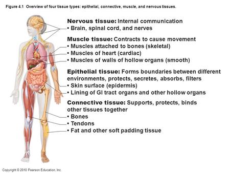 Copyright © 2010 Pearson Education, Inc. Figure 4.1 Overview of four tissue types: epithelial, connective, muscle, and nervous tissues. Nervous tissue: