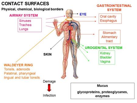 GASTROINTESTINAL SYSTEM