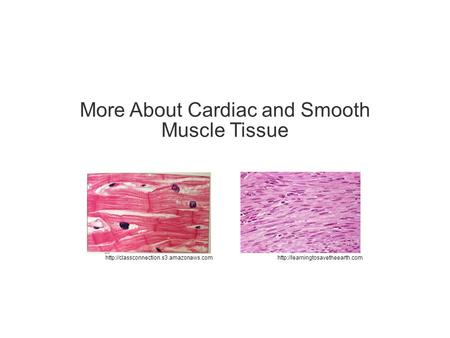 More About Cardiac and Smooth Muscle Tissue