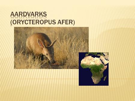 Aardvarks (Orycteropus afer)