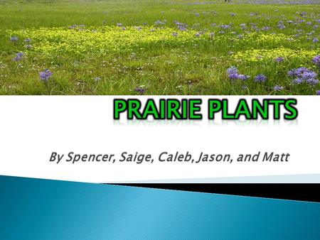 By Spencer, Saige, Caleb, Jason, and Matt.  Sun: Full sun  Bloom: Summer/Fall  Germination: stratification  Growth seasons to maturity: 2 years 