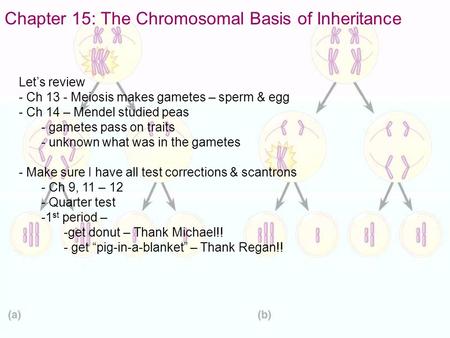 Chapter 15: The Chromosomal Basis of Inheritance