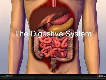 The Digestive System.