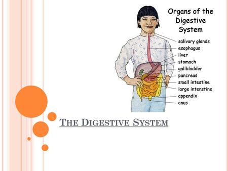 T HE D IGESTIVE S YSTEM. M OUTH & T EETH To break down food into smaller pieces and mix it with saliva so that it is easier to swallow.