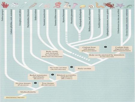 Introduction to Cnidaria Jellyfish, corals, and other stingers. . .