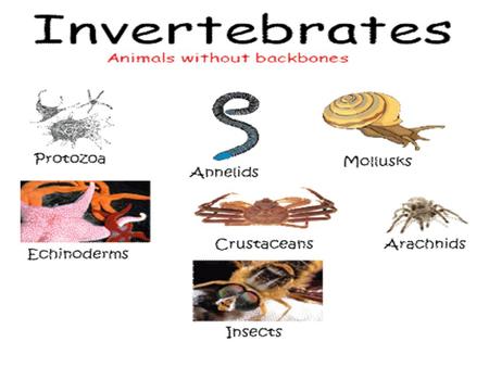 Each animal phylum has a unique body plan.