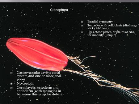  Gastrovascular cavity: canal system and one or more anal pores  No coelom  Germ layers: ectoderm and endoderm (with mesoglea in between- this is up.