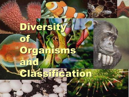 Diversity of Organisms and Classification