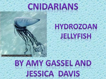 Cnidarians are incredibly diverse in form. Yet, these diverse animals are all armed with stinging cells called nematocysts. Thousands of cnidarian species.