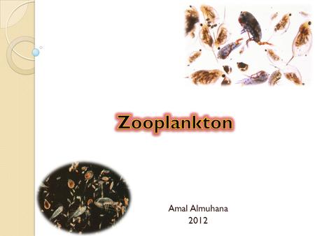 Zooplankton Amal Almuhana 2012.