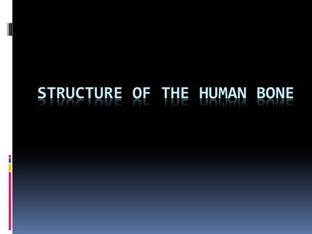 What does a Human bone look like if we cut it in Half?