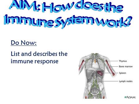 Do Now: List and describes the immune response Primarily involve White Blood Cells (WBC’s). Phagocytes: a. Phagocytes: engulf or ingest foreign invaders.