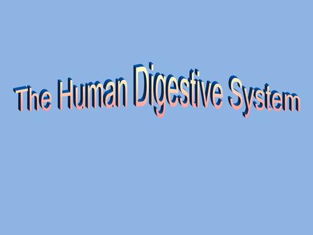 The Human Digestive System