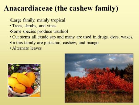 Anacardiaceae (the cashew family) Large family, mainly tropical Trees, shrubs, and vines Some species produce urushiol Cut stems all exude sap and many.