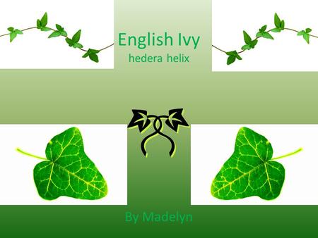 English Ivy hedera helix By Madelyn. What is English Ivy? An invasive species There are four types It’s from Europe It is evergreen It is in woodlands.