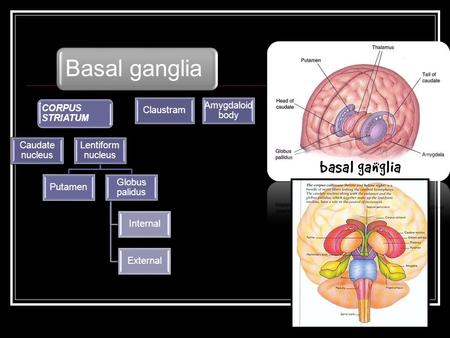 Basal ganglia Caudate nucleus Lentiform nucleus Putamen Globus palidus