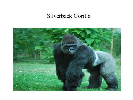 Silverback Gorilla. Family, Genus, and Species The family of the Silverback is Hominidae. The genus is Gorilla. The Species is Gorilla.