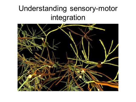 Understanding sensory-motor integration. ORGANIZATION OF SENSORY SYSTEMS: General perspectives Sensori-motor integration External senses Localize/Detect.