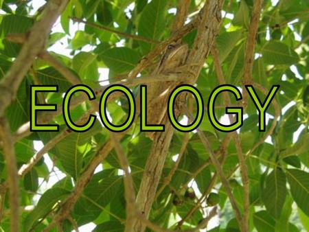 Factors within an Ecosystem Populations & Communities VOCAB Fact or Opinion MISC. 100 200 300 400 500 100 200 300 400 500 100 200 300 400 500 100 200.