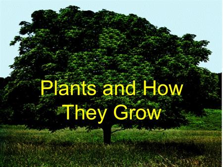 Plants and How They Grow. All living things on earth can be separated into groups. and animalsplantsTwo groups are: