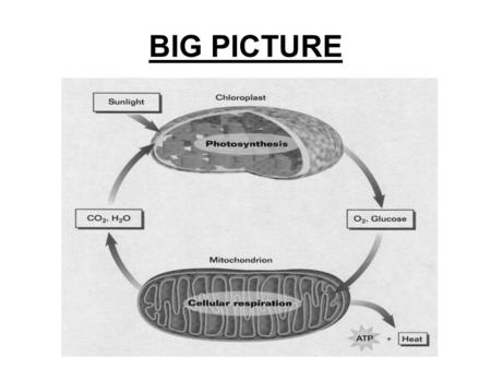 BIG PICTURE. Stomata Mesophyll tissue Mesophyll cell chloroplast.